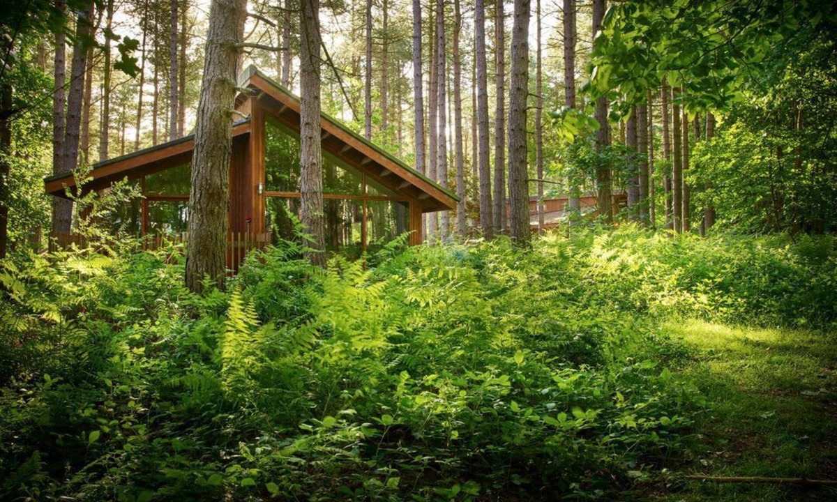 Berry Hill Cabin | Forest of Dean Woodland - Silver Birch, Coleford