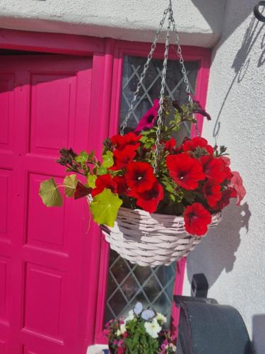 Connacht House | The Pink Door