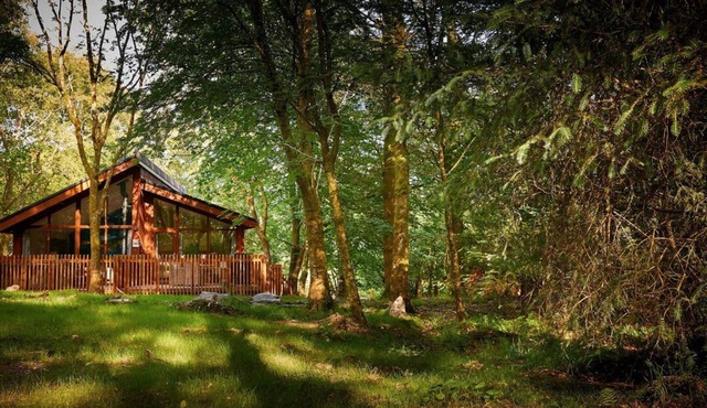 Beddgelert Silver Birch - Fresh Design, Beddgelert