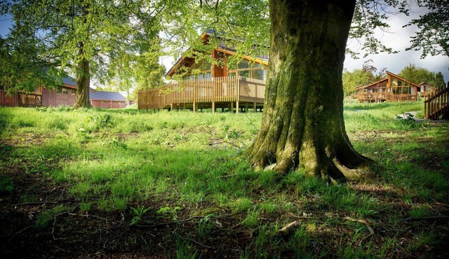 Forest of Dean Meadow - Golden Oak, Coleford