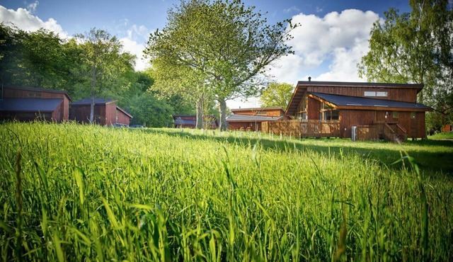 Forest of Dean Meadow - Golden Oak, Coleford