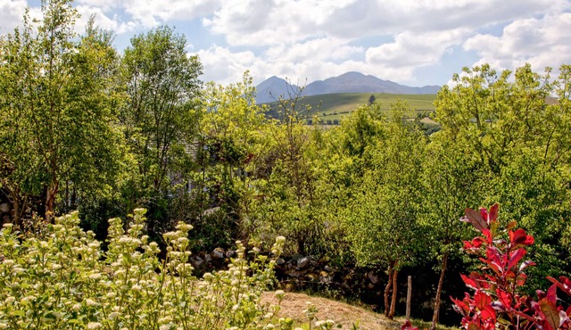 Silver Birch House