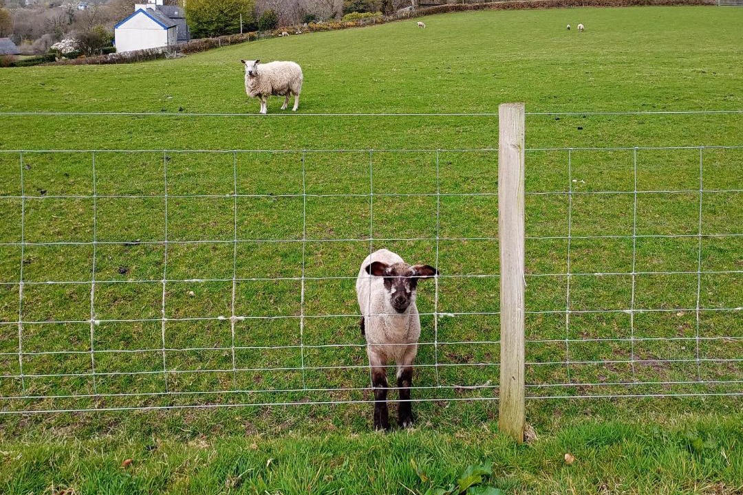 Bontnewydd House | Elidir Cottage