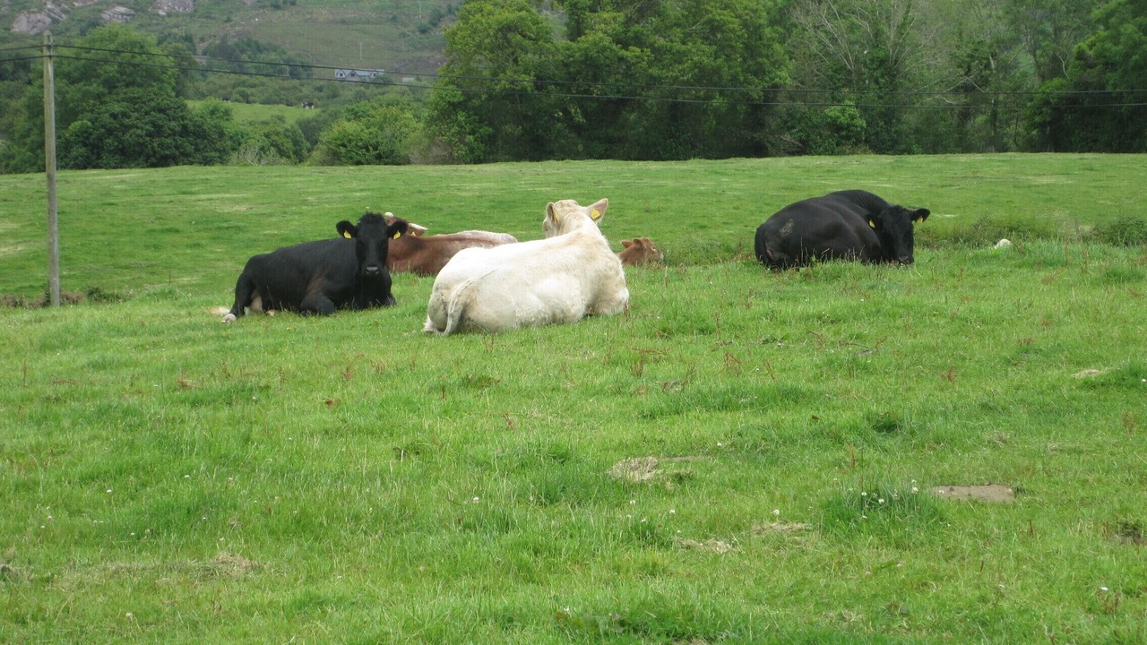 Photo of Outdoor in Kenmare