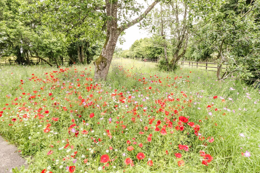 Photo of Outdoor in Connacht