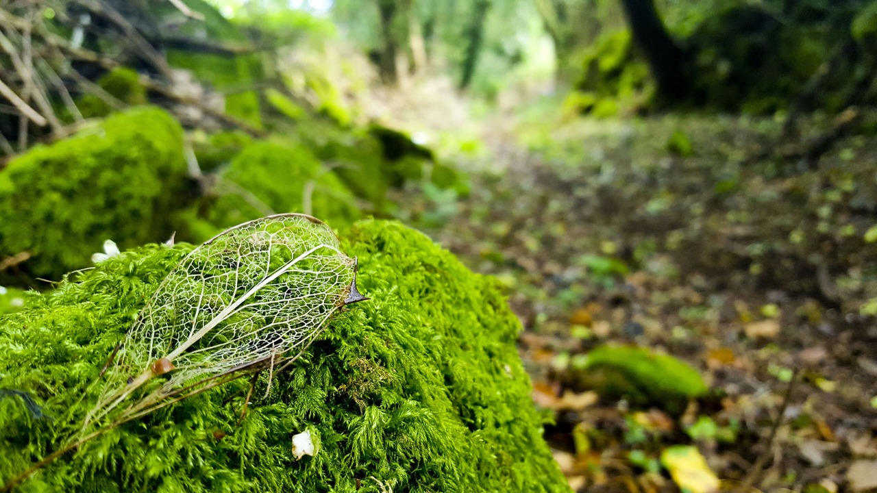 Photo of Outdoor in Graiguenamanagh
