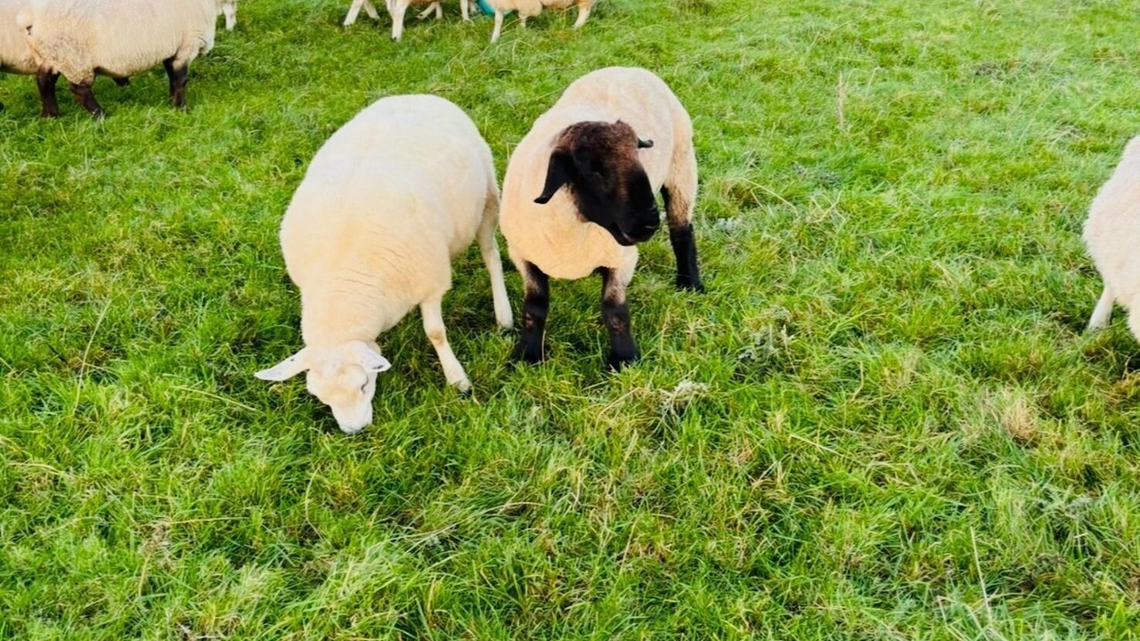 Photo of Others in Ballyshannon