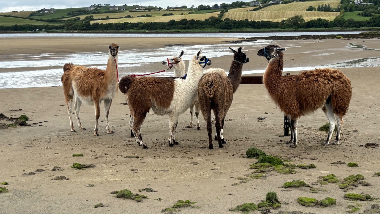 Photo of Others in Ballyshannon