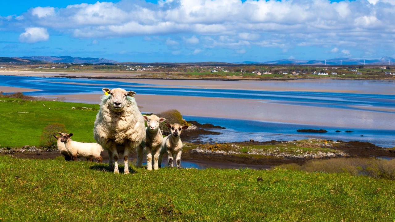 Photo of Others in Donegal