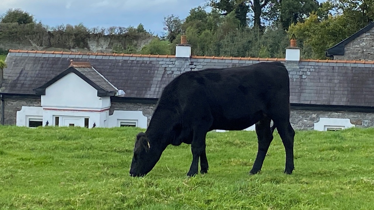 Photo of Others in Inishmacatreer