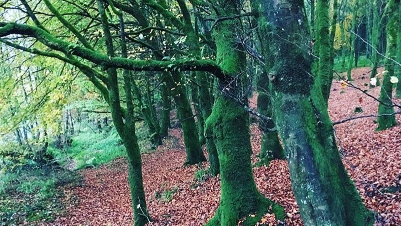 Photo of Outdoor in Kilfinane