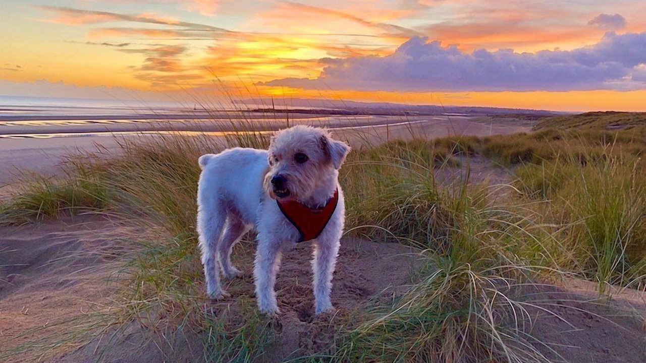 Photo of Others in Camber