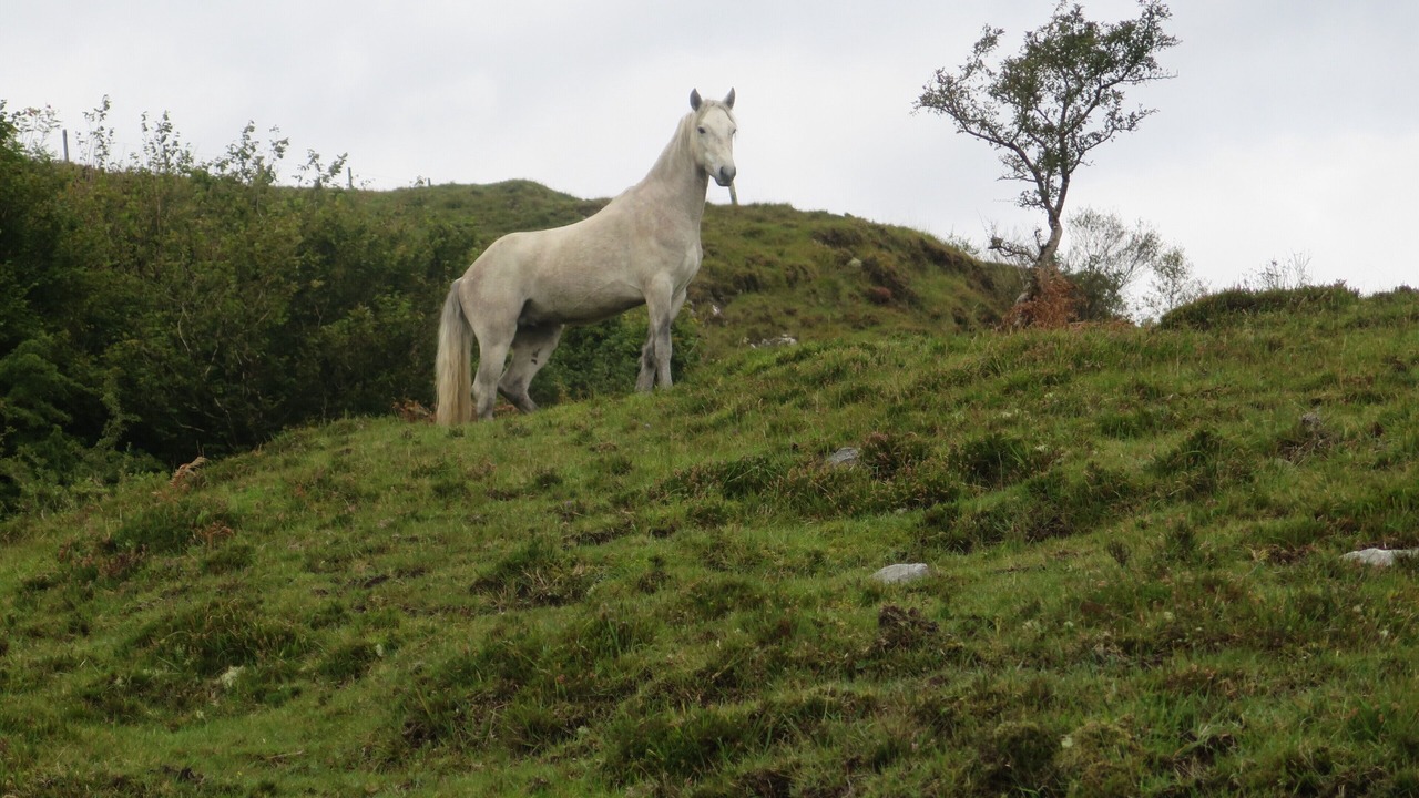 Photo of Outdoor in Oughterard