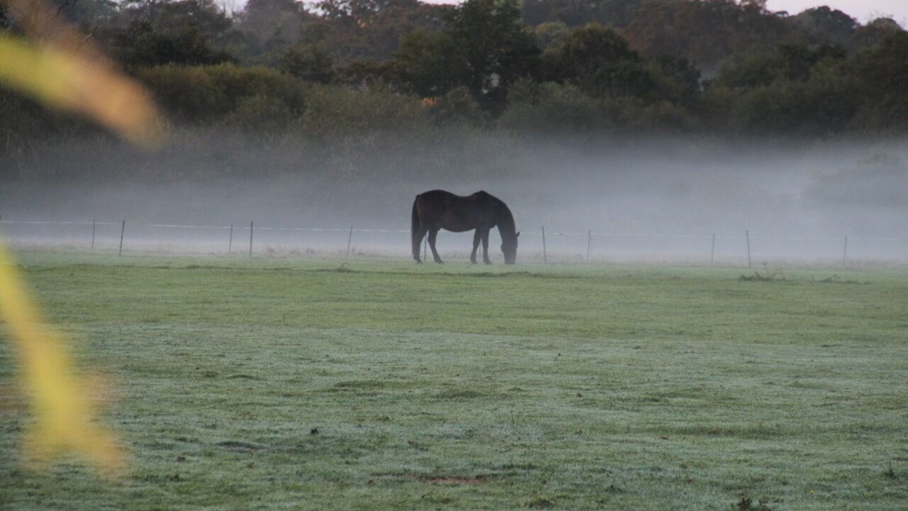 Photo of Outdoor in New Forest District