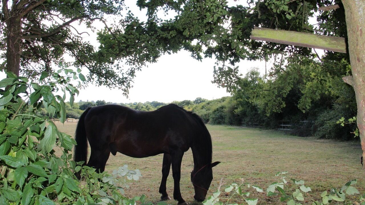 Photo of Others in New Forest District