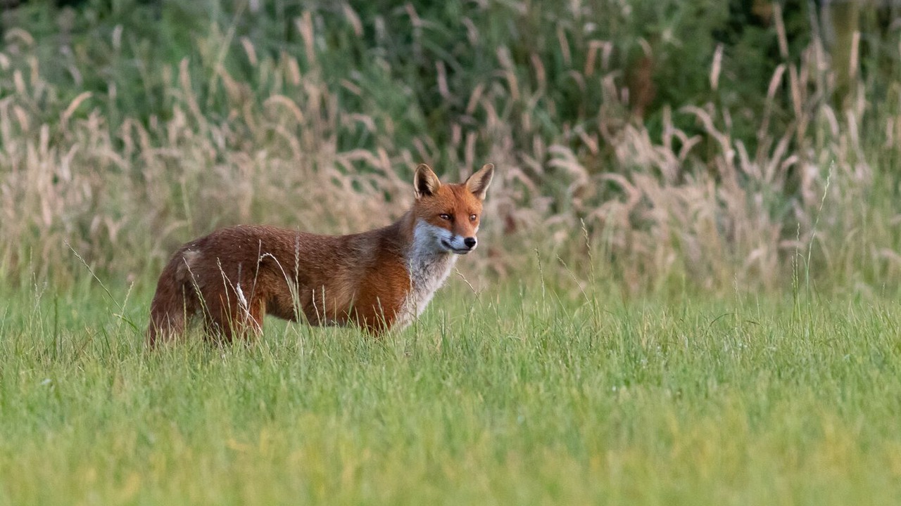 Photo of Others in Arklow