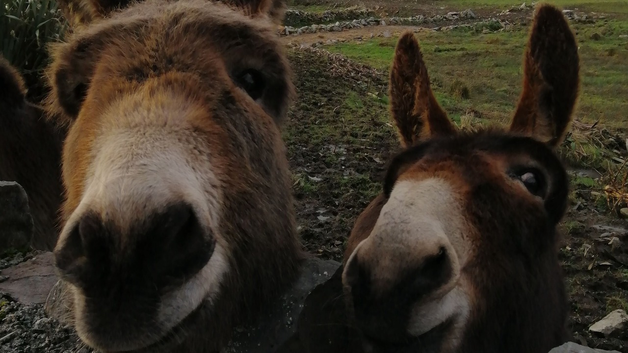 Photo of Others in Doolin