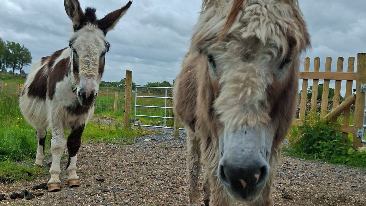 Photo of Others in County Mayo