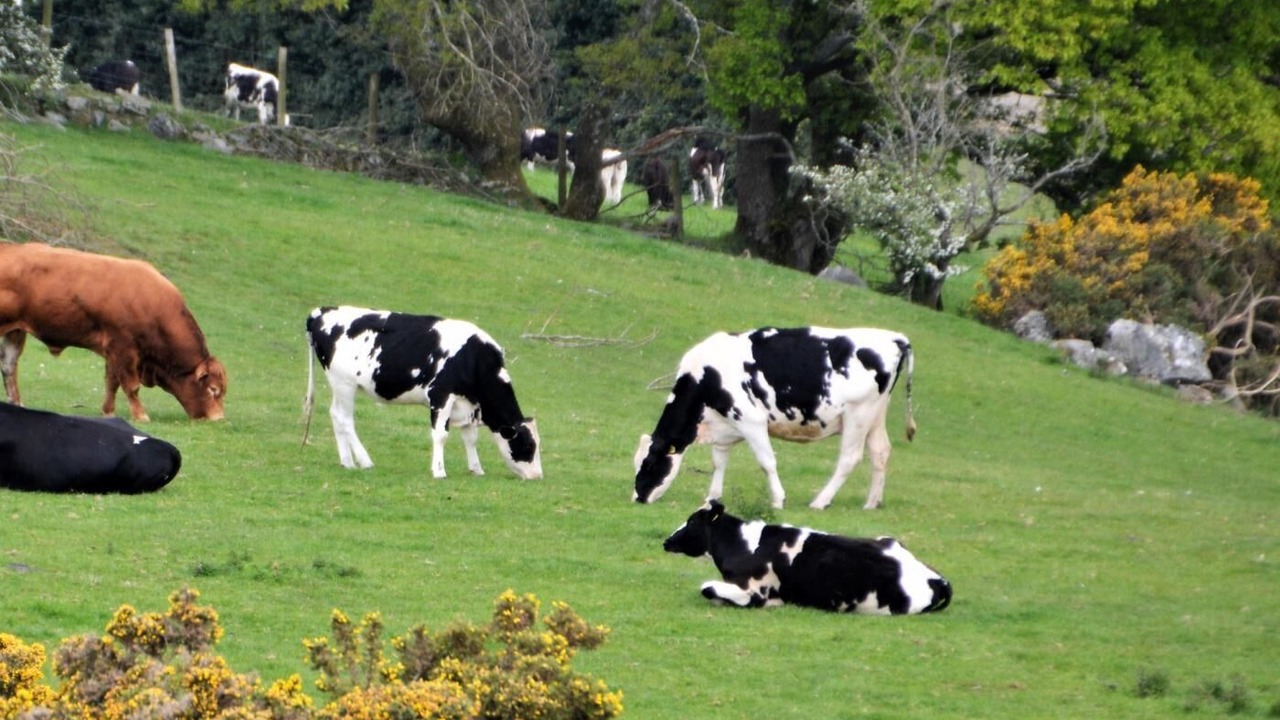 Photo of Others in Llanrwst