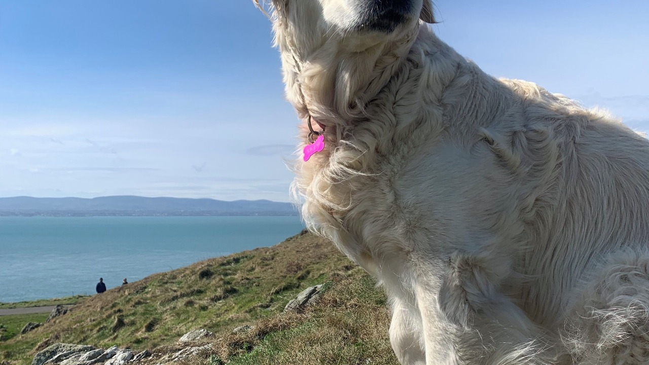 Photo of Others in Howth