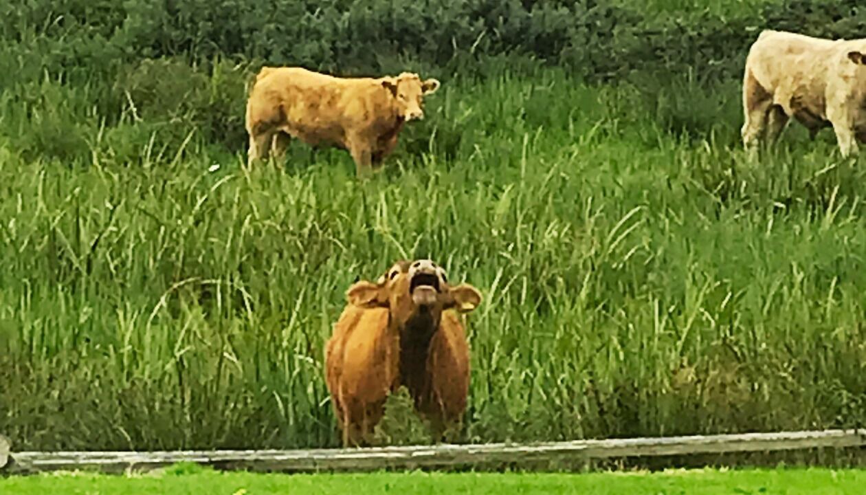Photo of Outdoor in Liscannor