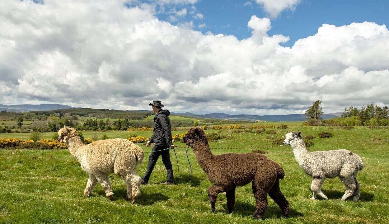 Photo of Others in Roundwood