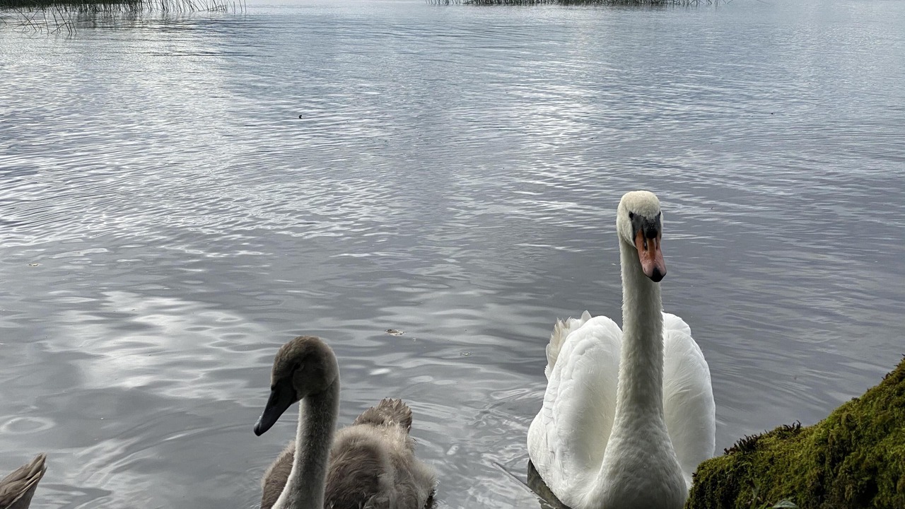 Photo of Others in Mountshannon