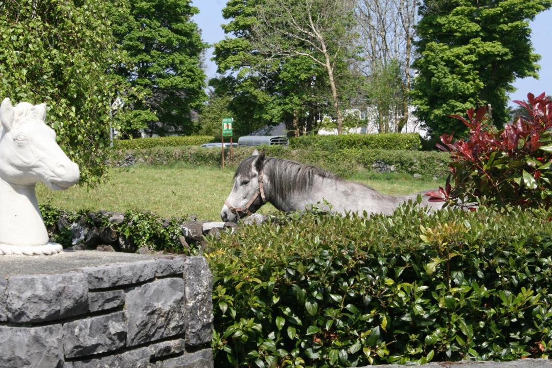 Photo of Others in Oughterard