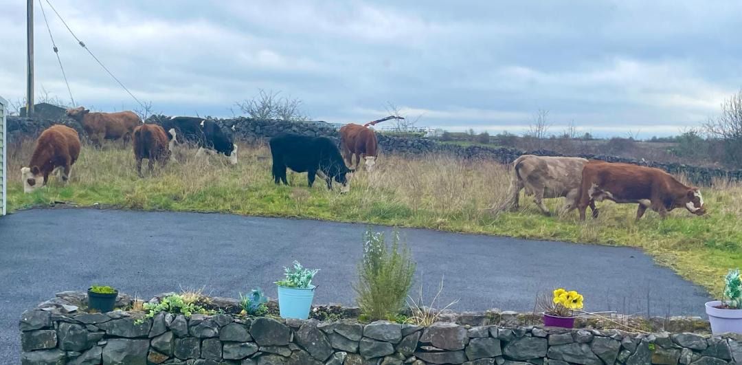 Photo of Others in Kinvara
