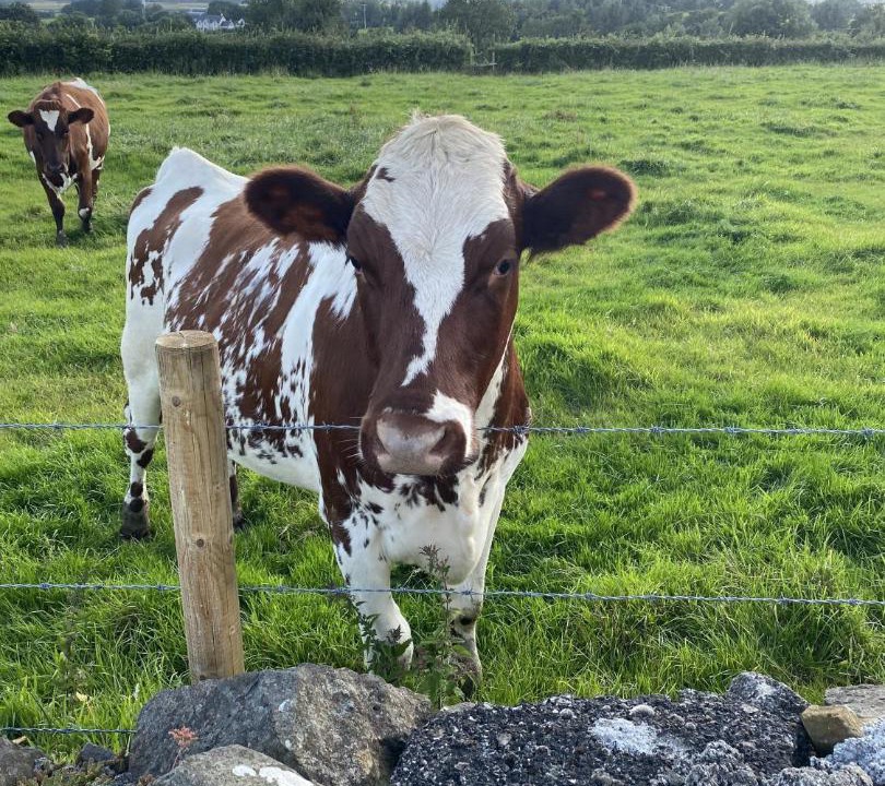Photo of Others in Coleraine