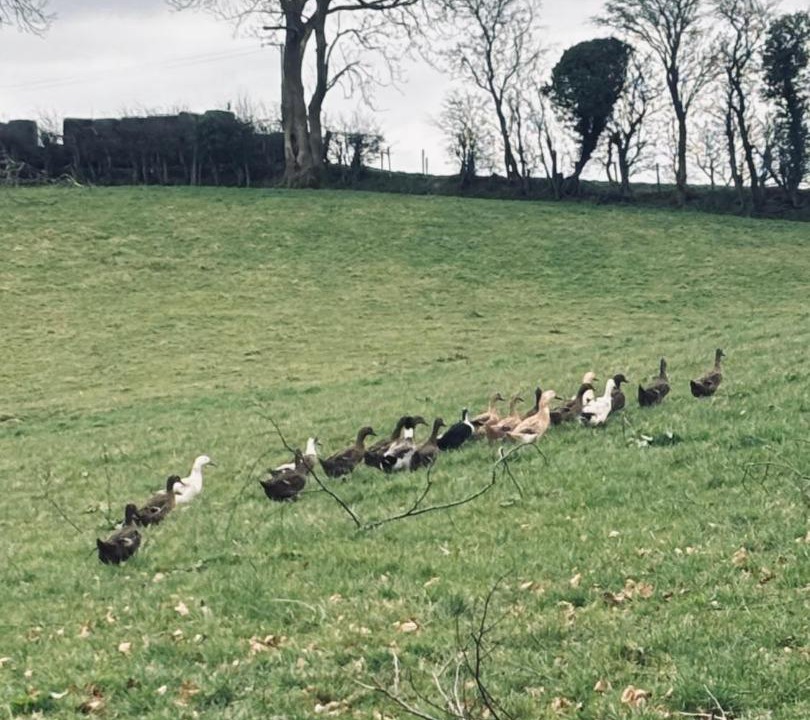 Photo of Others in Augher