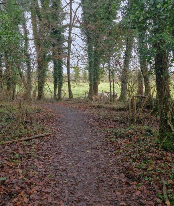 Photo of Others in Clonbulloge