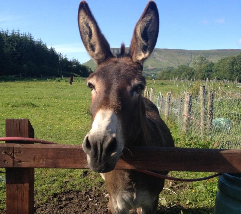 Photo of Others in Drumcliffe