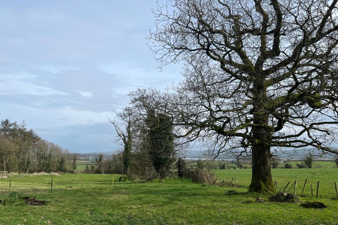Photo of Others in Carrigans