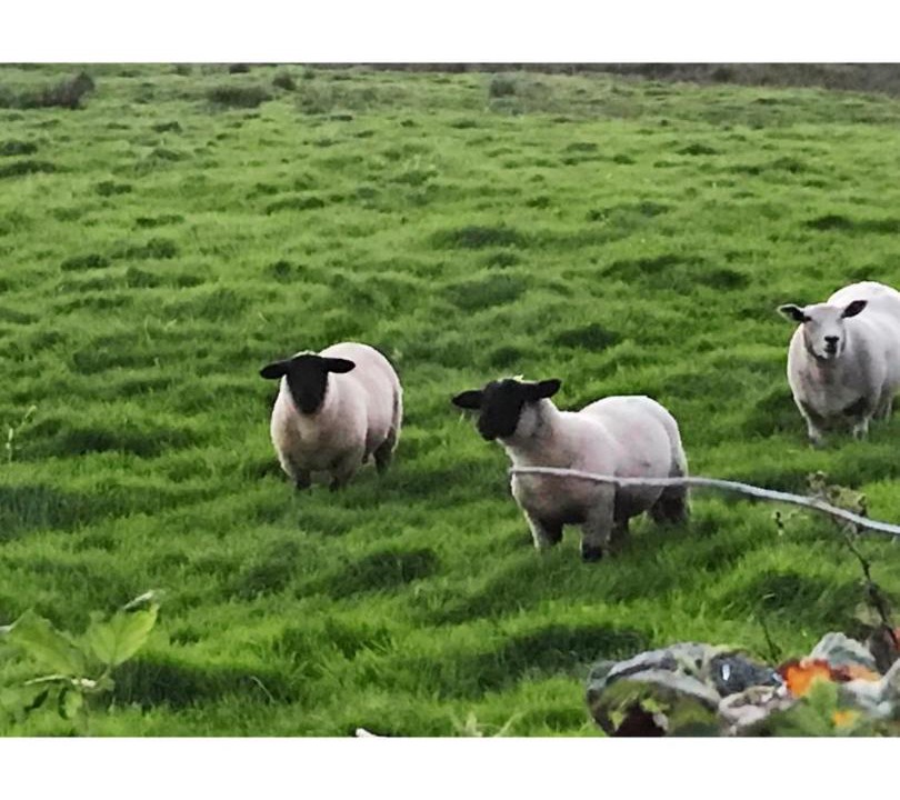 Photo of Others in Liscannor
