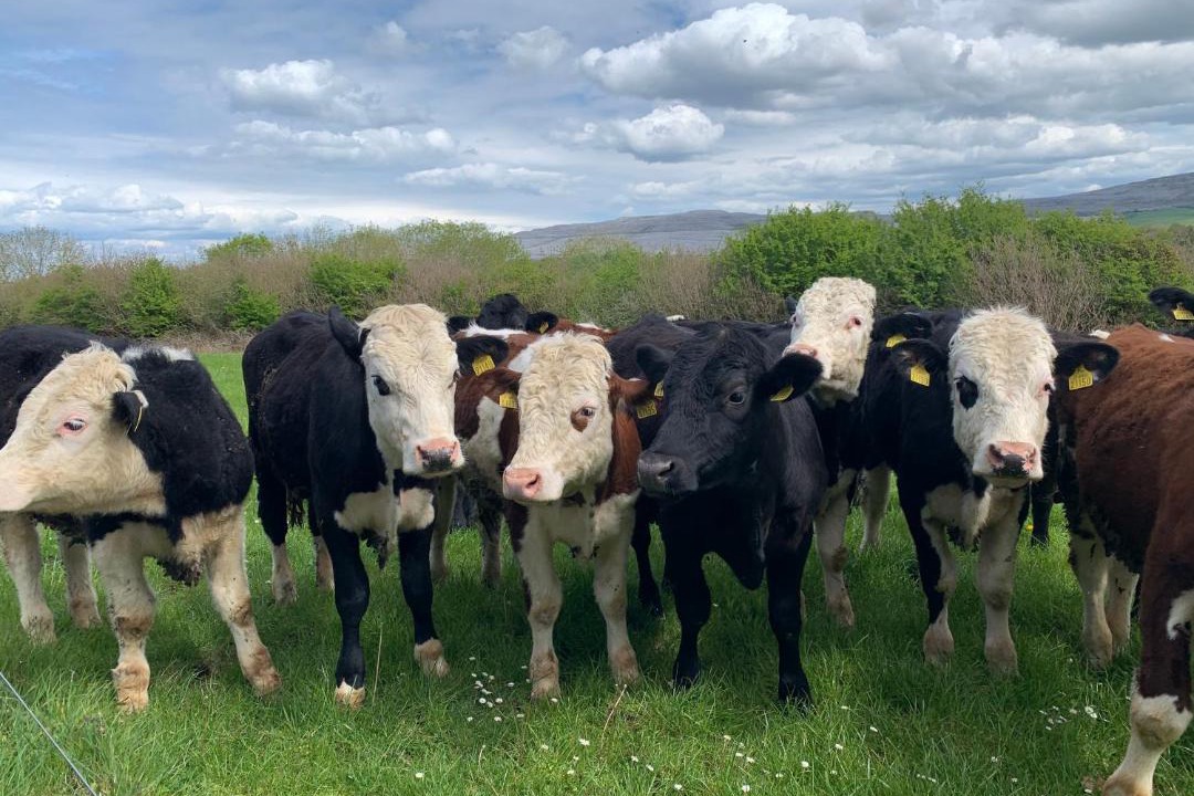 Photo of Others in Ballyvaughan