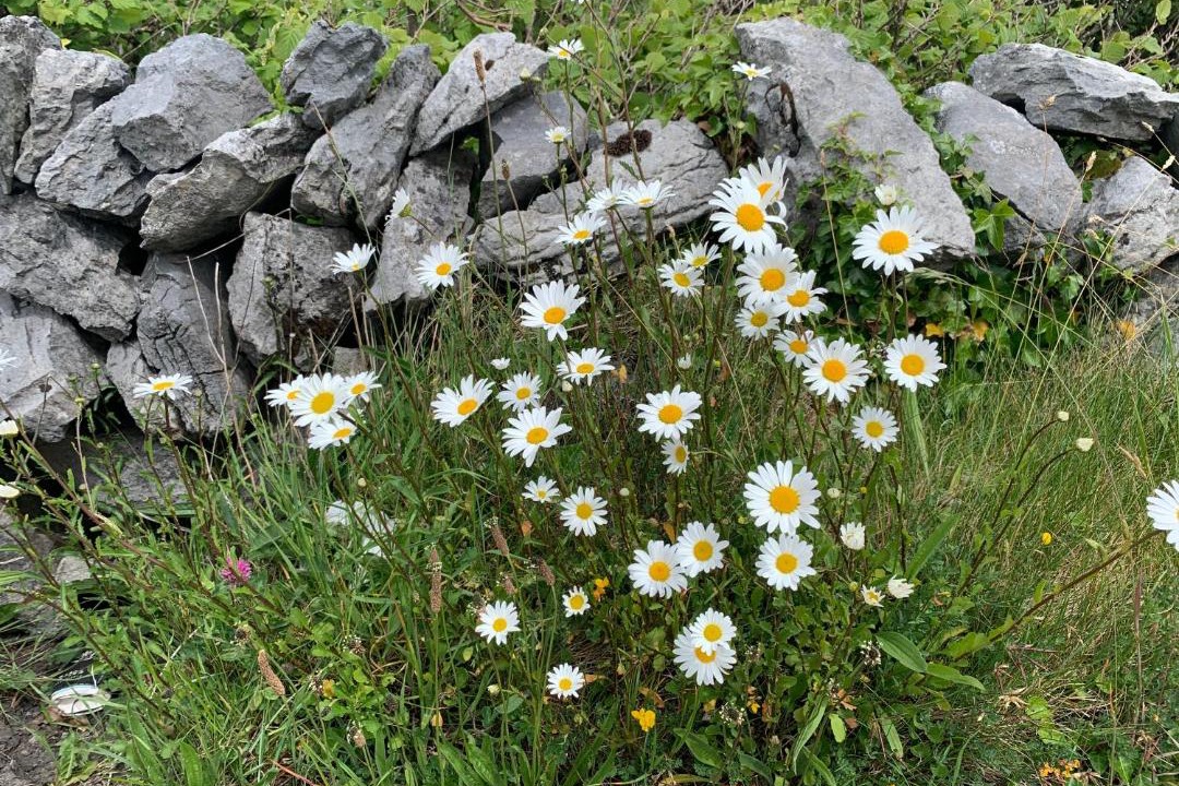 Photo of Others in Ballyvaughan