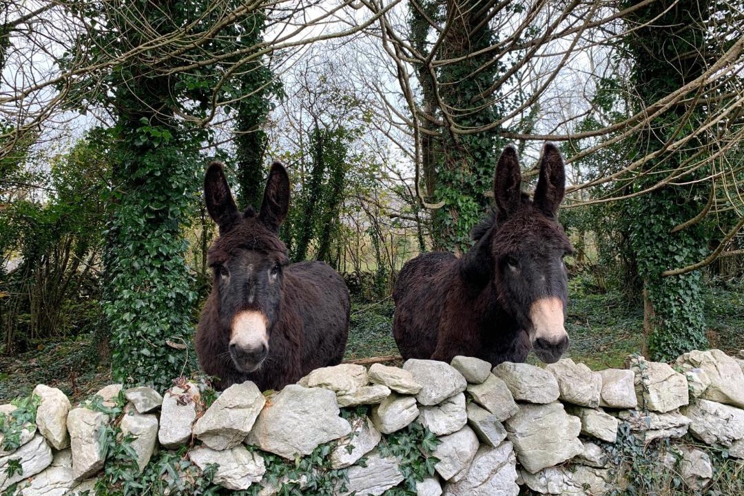 Photo of Others in Ballyvaughan