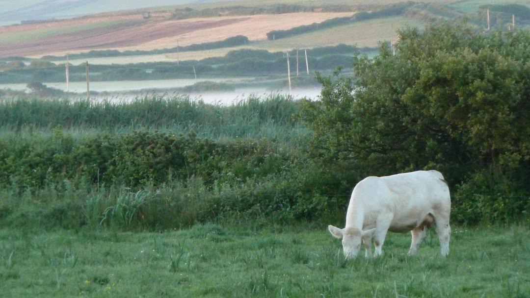 Photo of Others in Carrigaholt