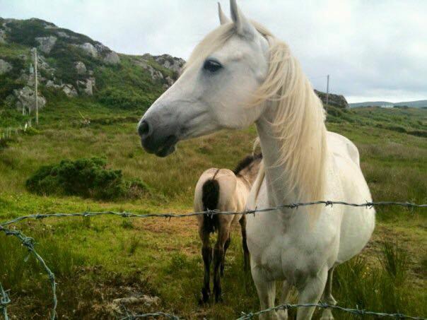 Photo of Others in Kylemore