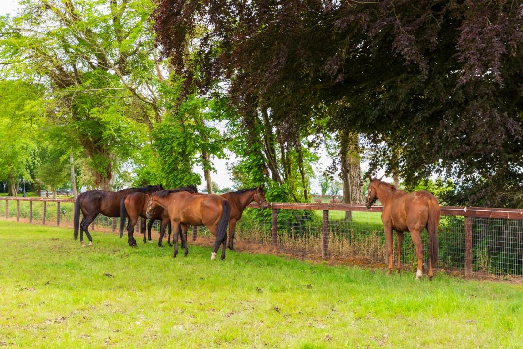 Photo of Others in Navan