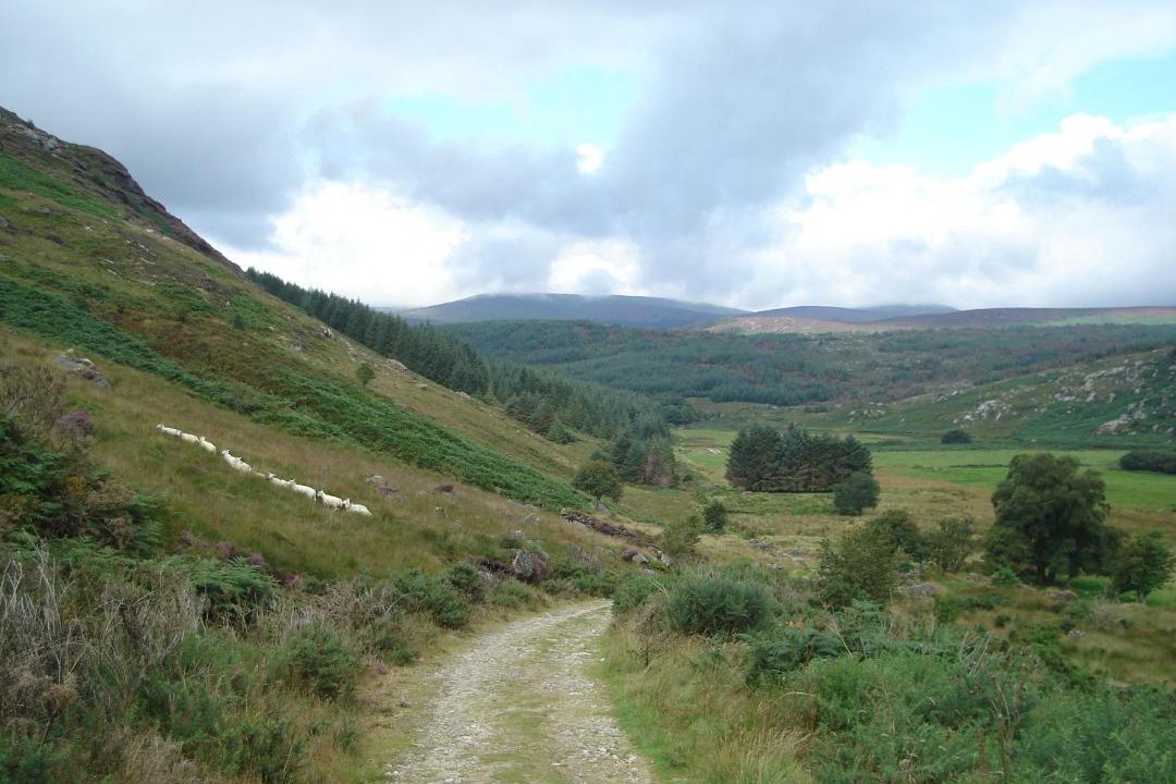 Photo of Others in Glendalough