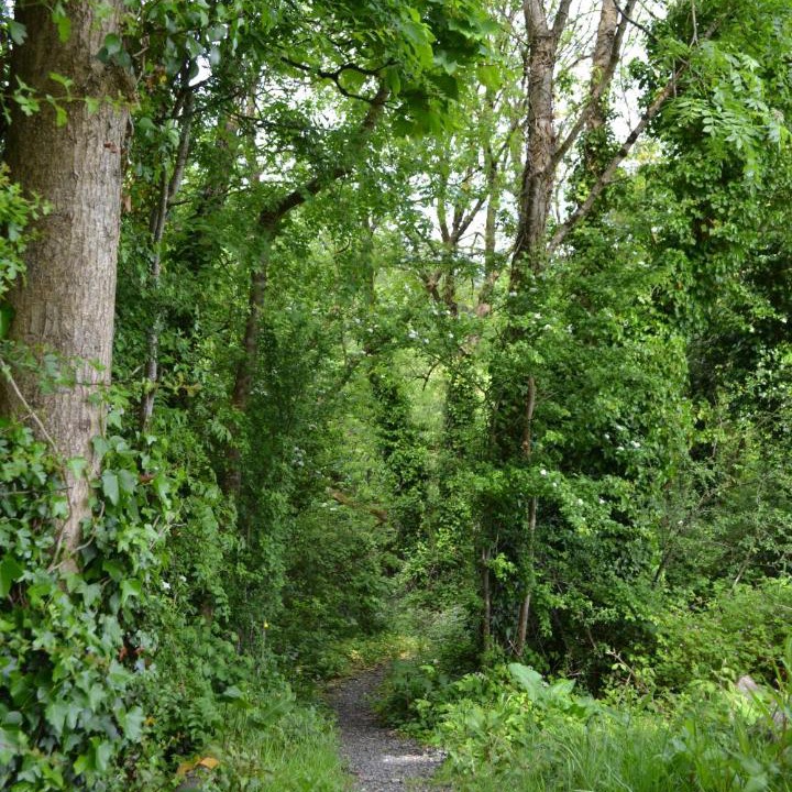 Photo of Others in Scarriff