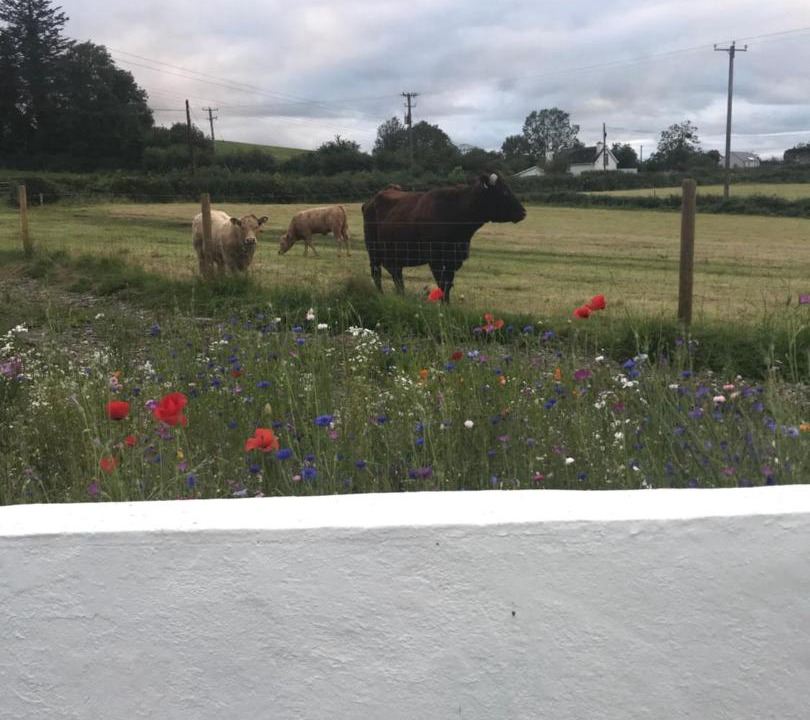 Photo of Others in Bellananagh