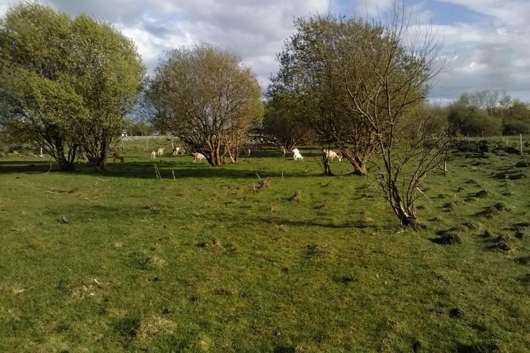 Photo of Others in Curraghboy