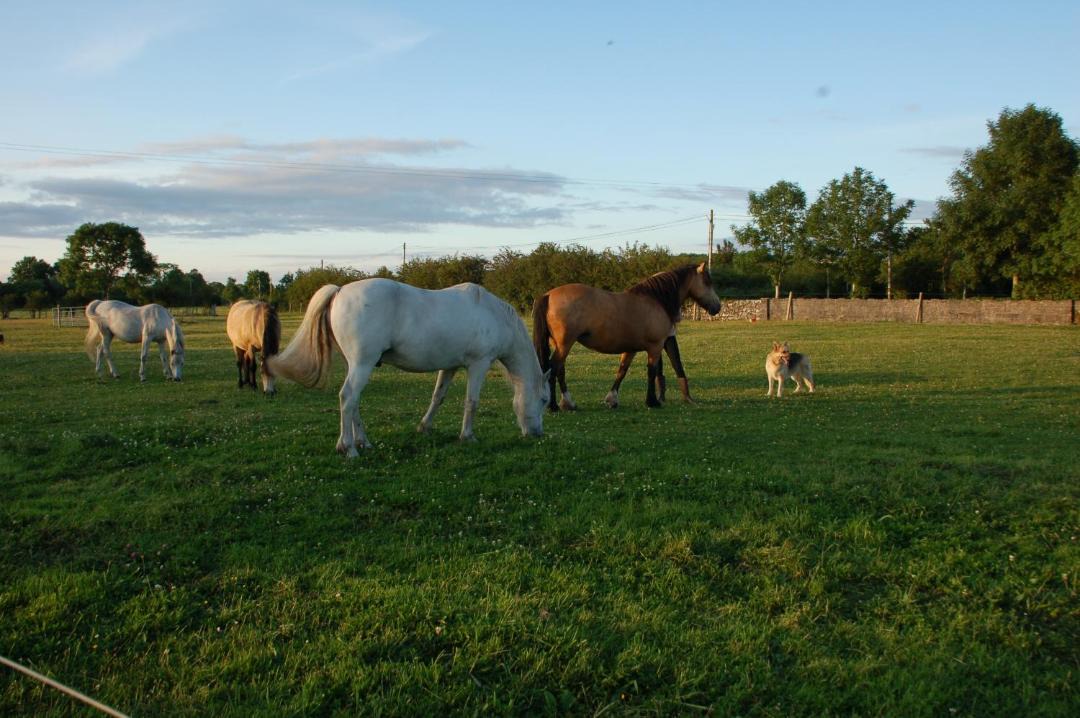 Photo of Others in Curraghboy