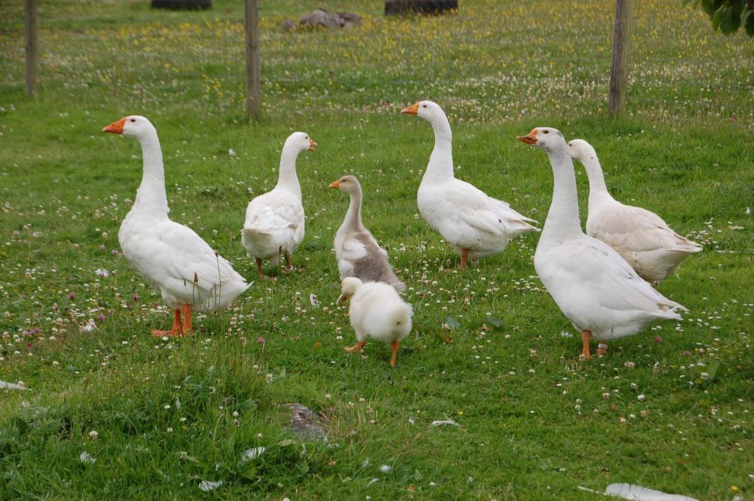 Photo of Others in Curraghboy