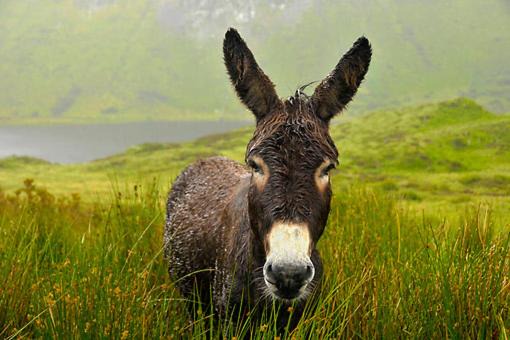 Photo of Human In Picture in Annascaul