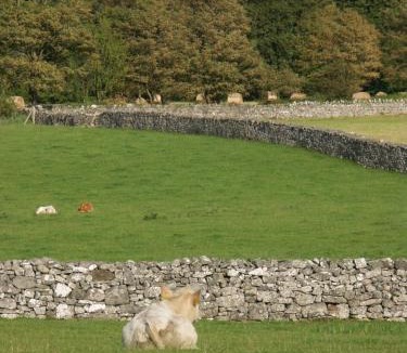 Newmarket on Fergus Bed & Breakfast | Cahergal Farmhouse B&B
