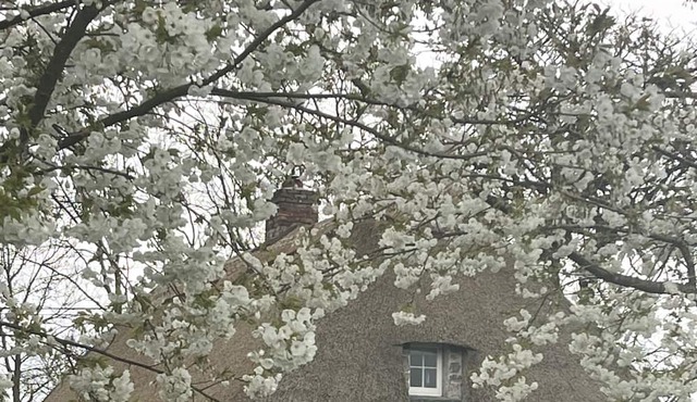 Irish Thatched cottage, private farm setting,modern amenities, sole occupancy